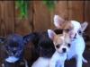 Śliczne szczenięta Chihuahua do adopcji